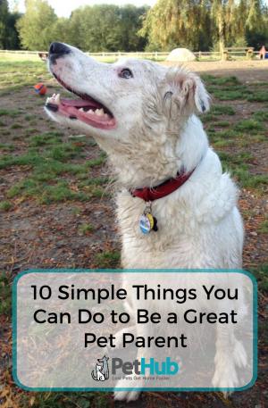 Simple Things You Can Do to Be a Great Pet Parent